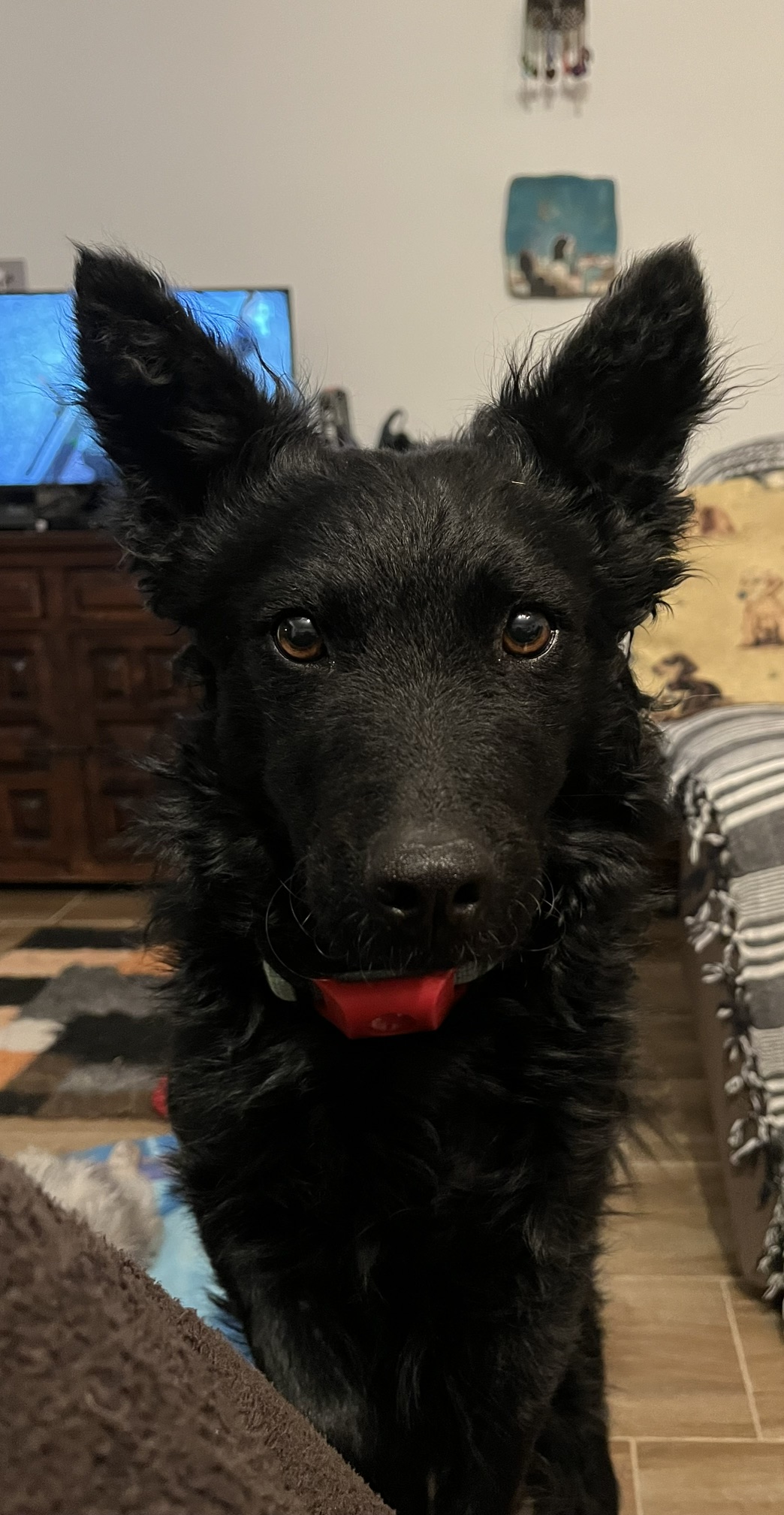 Cane Attuale 1