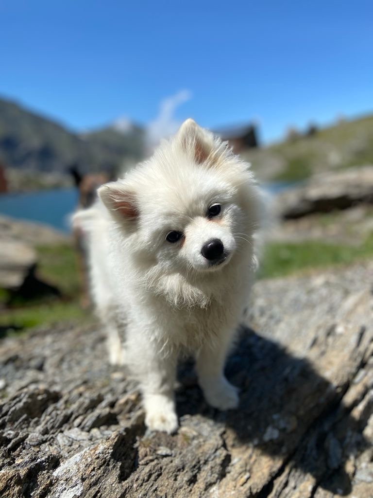 Bubu 1