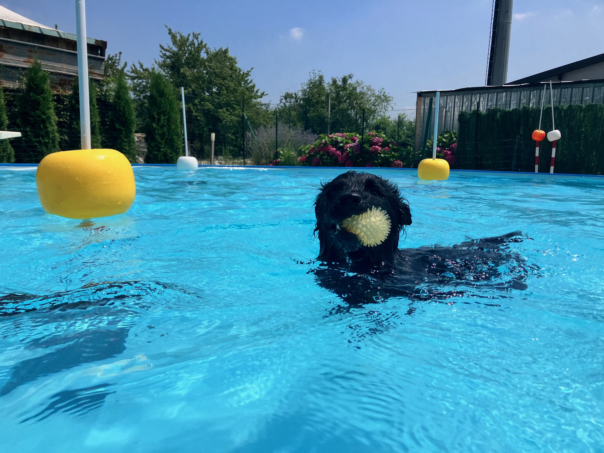 Piscina per Cani 1